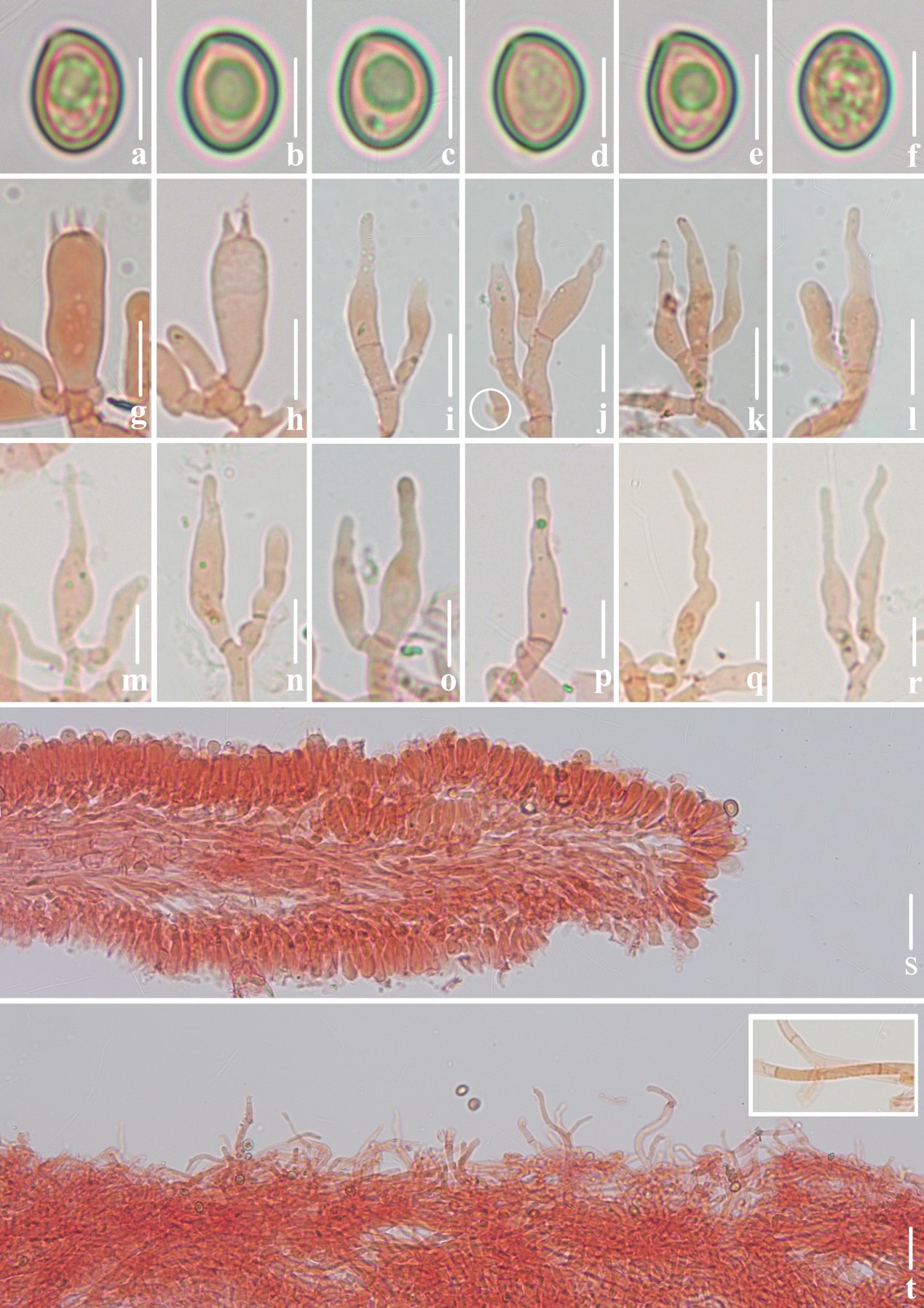 斑褶靴耳顯微結(jié)構(gòu)
