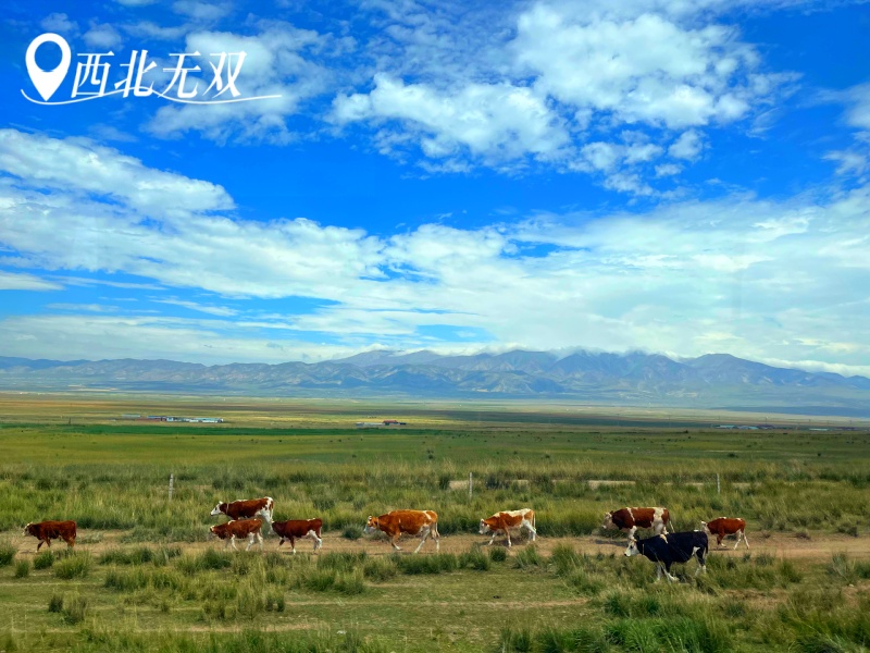 宜昌到西北的品質小團有哪些/怎么安排/攻略【西北無雙】16人8日小團文化之旅