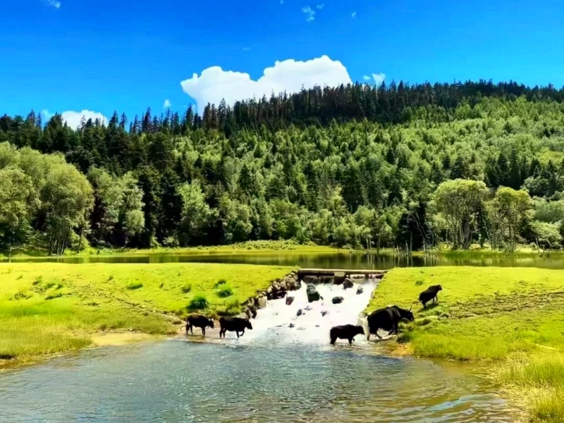 香格里拉普達措森林公園_副本