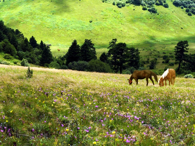 神農架（神農頂、官門山、神農祭壇、天生橋）兩天一晚跟團游，0購物店、輕松暢游！
