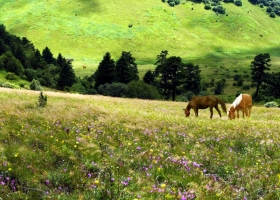 神農架（神農頂、官門山、神農祭壇、天生橋）兩天一晚跟團游，0購物店、輕松暢游！