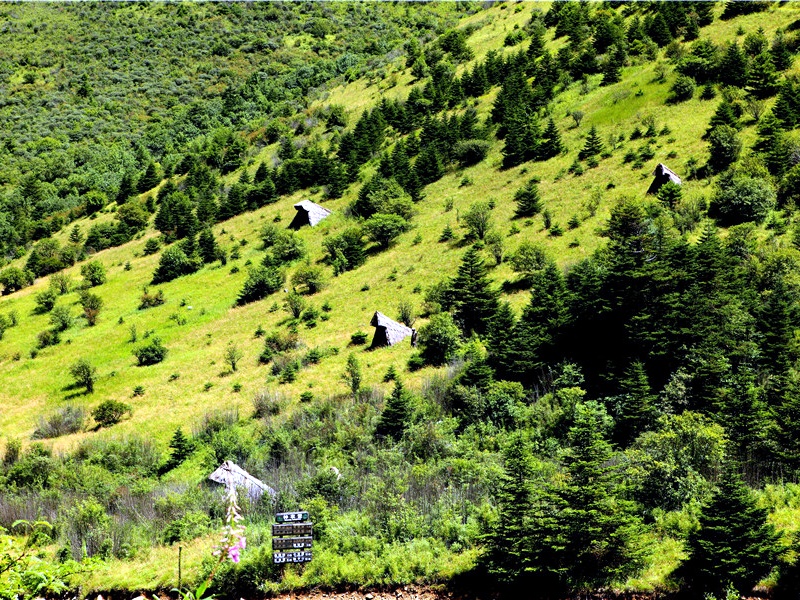 神農架純玩無購物二日游，探秘官門山物種寶庫，登頂神農頂，尋跡神農壇，邂逅天生橋