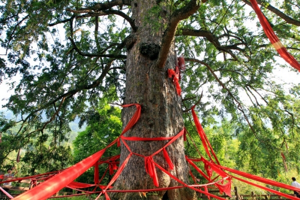 2025神農架三日游醉佳旅游線路方案