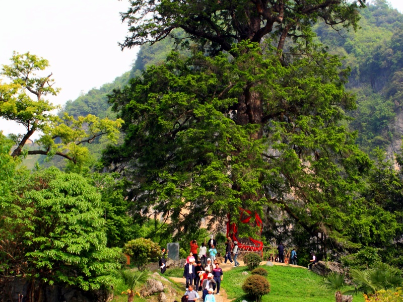 神農(nóng)架神農(nóng)壇景區(qū) 衫王_副本