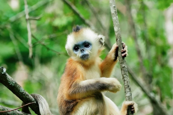 神農架金絲猴保護區,金絲猴家族曝光!神農架金絲猴研究基地介紹