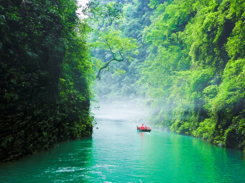 招財(cái)樹1（攝影：唐雪琴）_副本