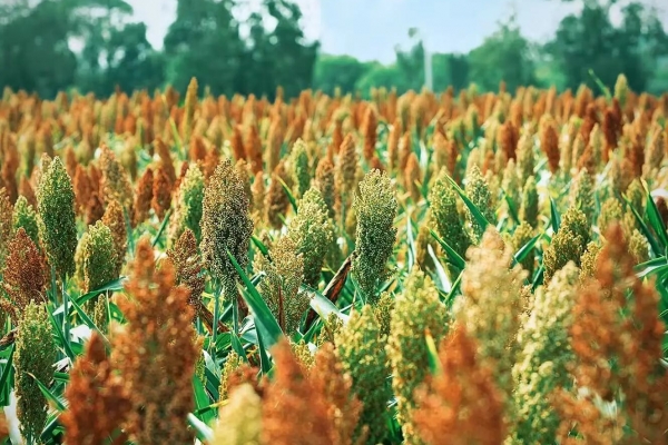 宜昌秋日拍照打卡公園推薦