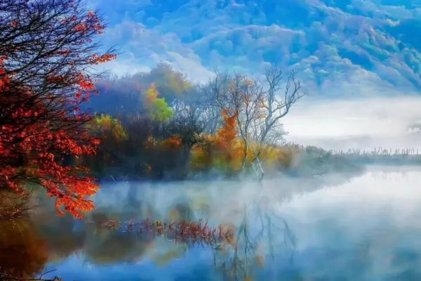 神農架的葉子開始黃了嗎？2025神農架大九湖秋景來襲