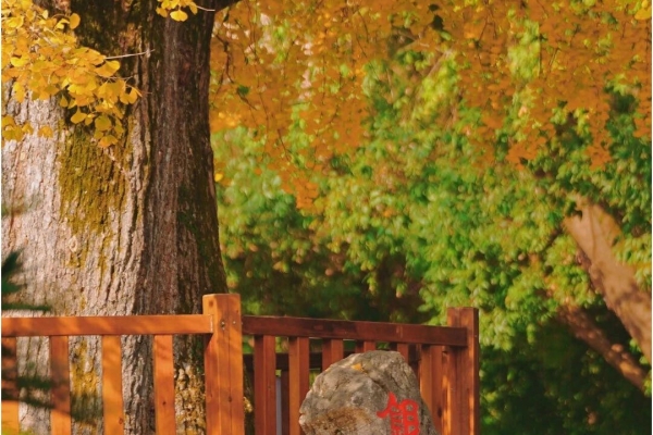 宜昌銀杏樹景點有哪些？快來打卡金色宜昌